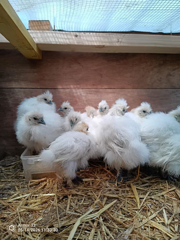 Silkie Chicks