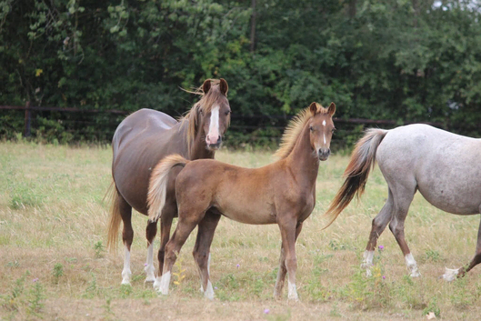 Top class welsh b foal