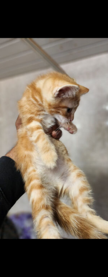 Mix mainecoon kittens