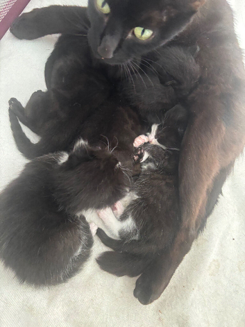 Kittens to go