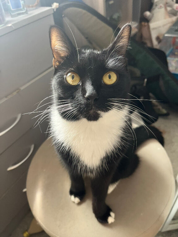 Tuxedo cat