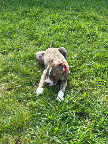 Pupp for sale