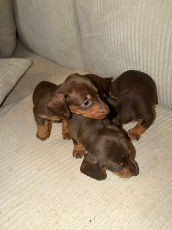 4 Adorable Dachshund Boys Ready to Leave