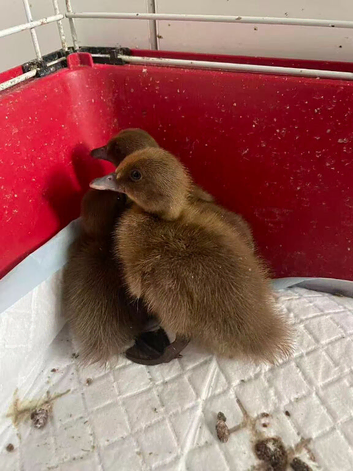 Khaki Campbell Ducklings for Sale