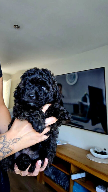 Toy Poodle x Pomapoo puppy