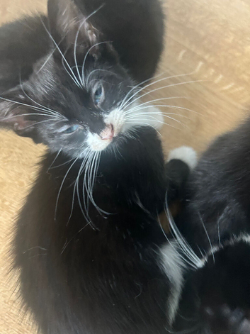 Lovely kittens