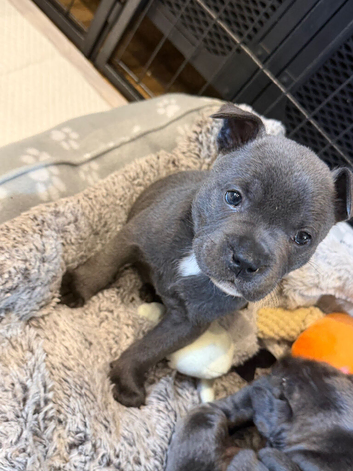 Chaffy pups available