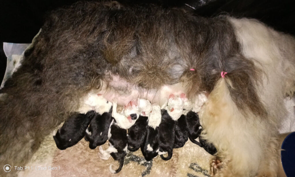 KC registered Old English Sheepdogs