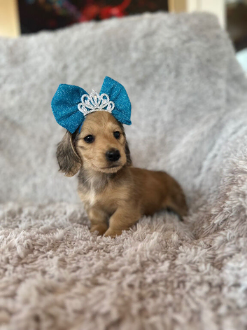 KC registered miniature long- haired dachshund