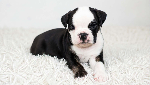 English bulldogs