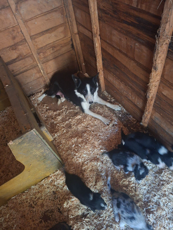 Border collie pups