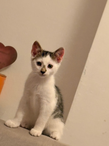 Last Kitten Available!