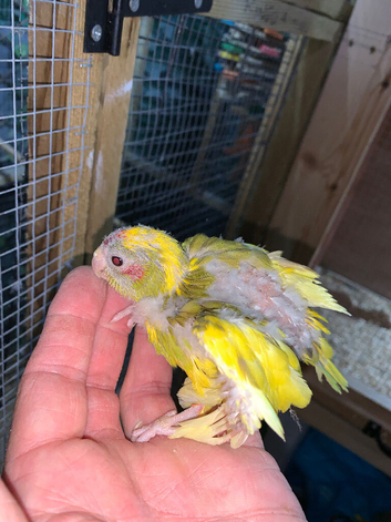 Baby Kakarikis