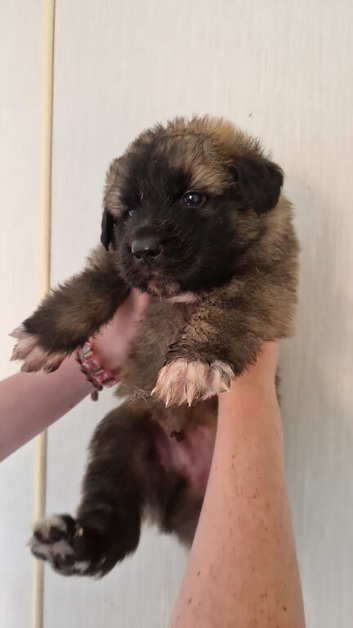 Puppies for sale German shepherd cross St Bernard.  St shepherd ready for new home