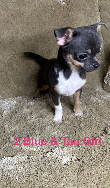 Jackawawa Puppies