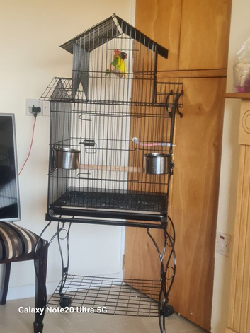 Beautiful Male and Female Lovebirds for Sale with Decorative Cage and Stand
