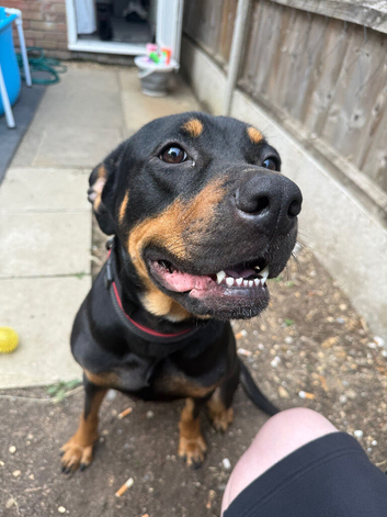 Female mastiff x staffy