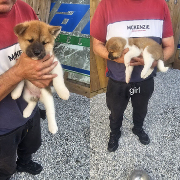 KC Registered American Akitas