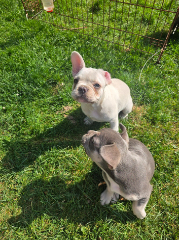French Bulldog puppies