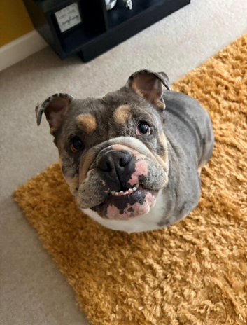 Frankie &ndash; 16-Month-Old English Bulldog Looking for an Experienced Forever Home