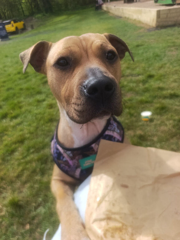 Re home needed for lovely staffy cross
