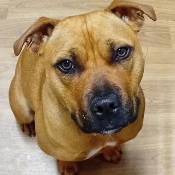 Staffy cross