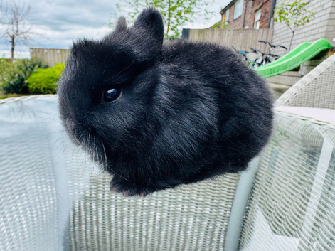 ***Quality*** Netherland Dwarf Bunnies
