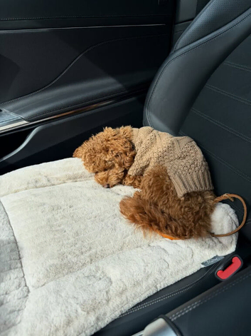 8 Months Old Poodle Male