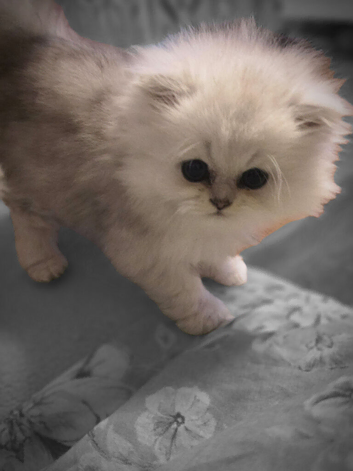 Pure chinchilla Persian