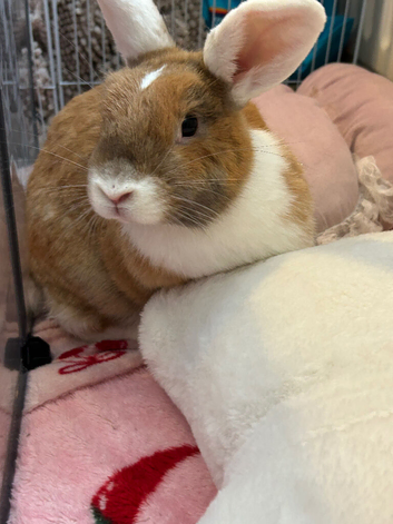 Female neutered rabbit