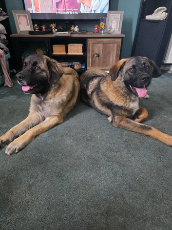 Caucasian shepherd x puppies