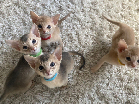 Abyssinian kittens