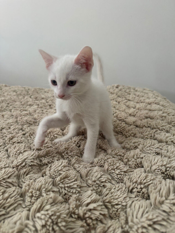 Adorable mixed breed kittens