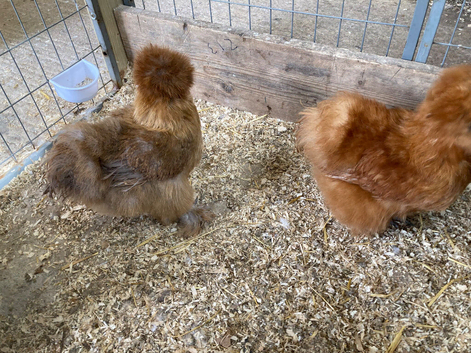USA  Bearded Silkies