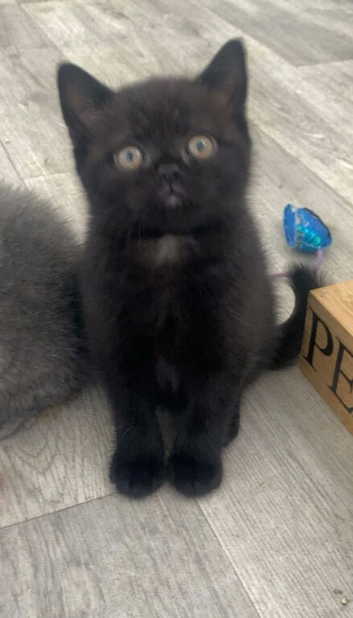 British Shorthair Kittens
