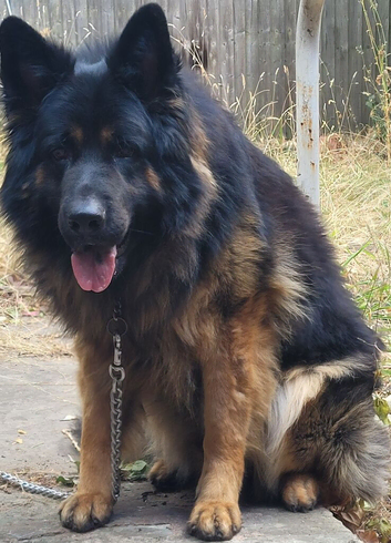 Male german shepherd