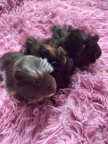 Swiss cross Abyssinia sow baby Guinea pigs 3 weeks old