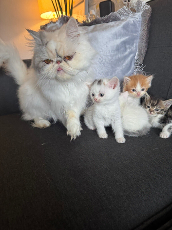 Persian cross ragdoll