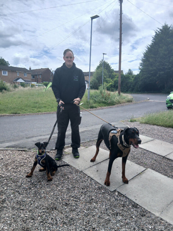 Doberman 13 weeks