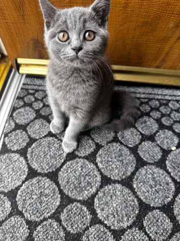 British shorthair