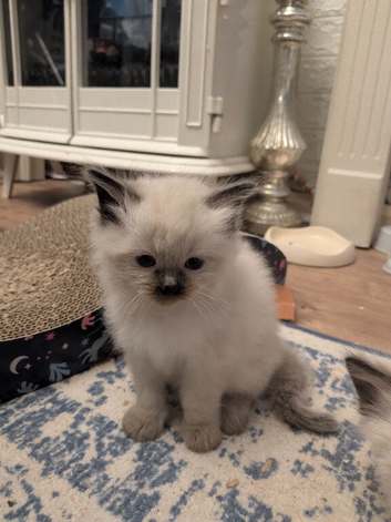 Pedigree Ragdoll mix litter ready 13 October