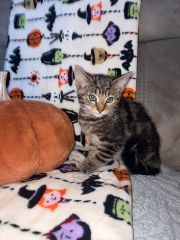 male kitten needing home