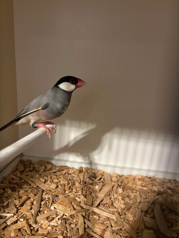 Java finch pair