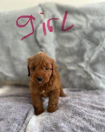 Exceptional Cockapoo Puppies &ndash; 8 Weeks Old &ndash; Ready for Their Forever Homes