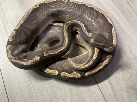GHI yellow belly ball python