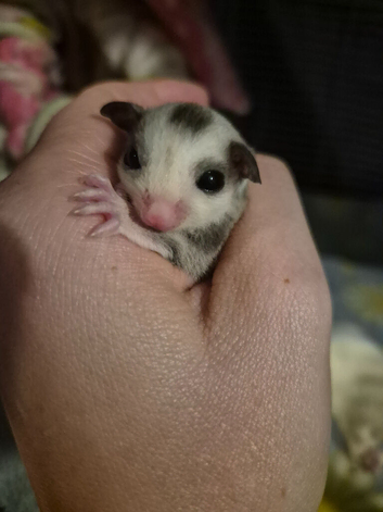 Ringtail mosaic male 100%het leu