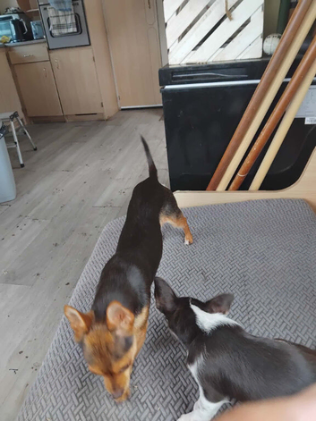 Chorkie puppie