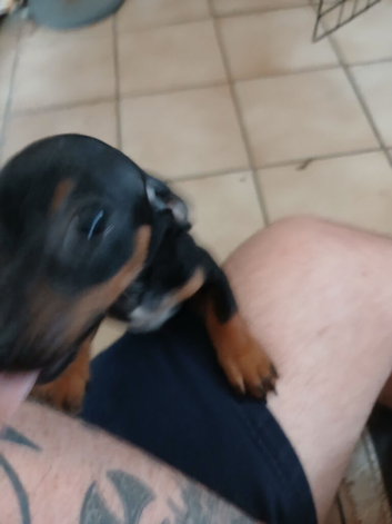 Pups need home