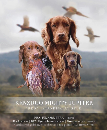 KC registered cocker spaniel stud