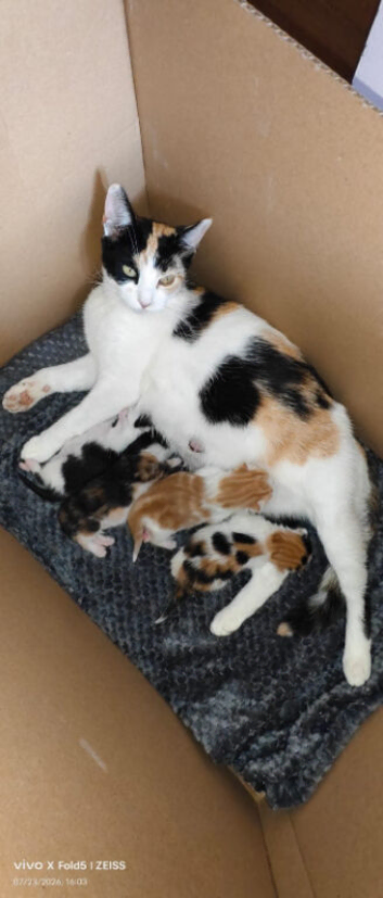 1 cute and adorable calico kitten for sale